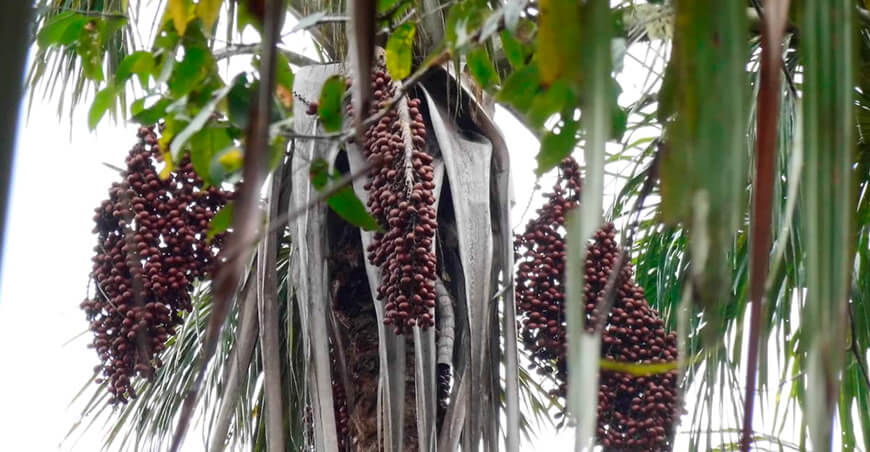 Reconocen a 12 concesiones forestales como Otras Medidas Efectivas de Conservación por proteger 262 360 hectáreas de bosques Perú aguajales 