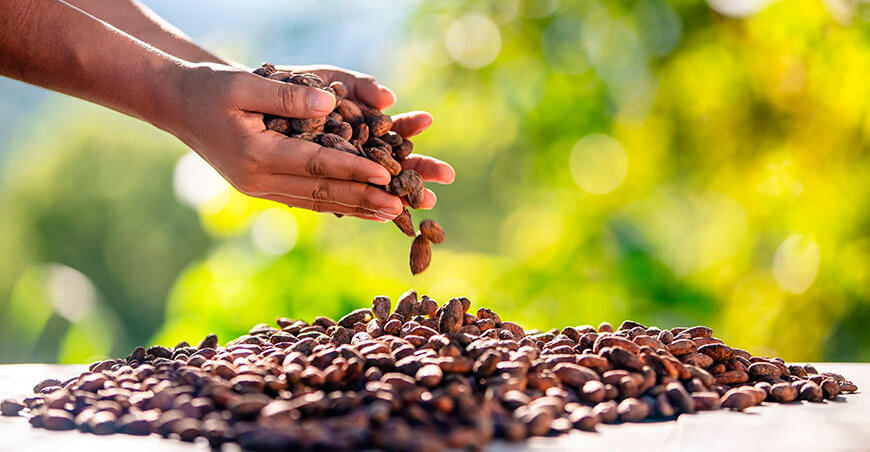La Cooperativa Agraria Aprocaf Valle del Monzón concreta venta de cacao orgánico peruano con respaldo de Devida Perú