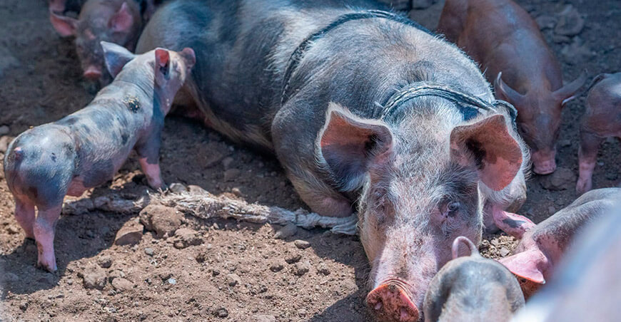 Productores de San Antonio reciben equipos y capacitación para la crianza porcina Moquegua Perú