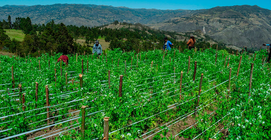 Parcelas demostrativas de arveja en Huancabamba Piura Perú