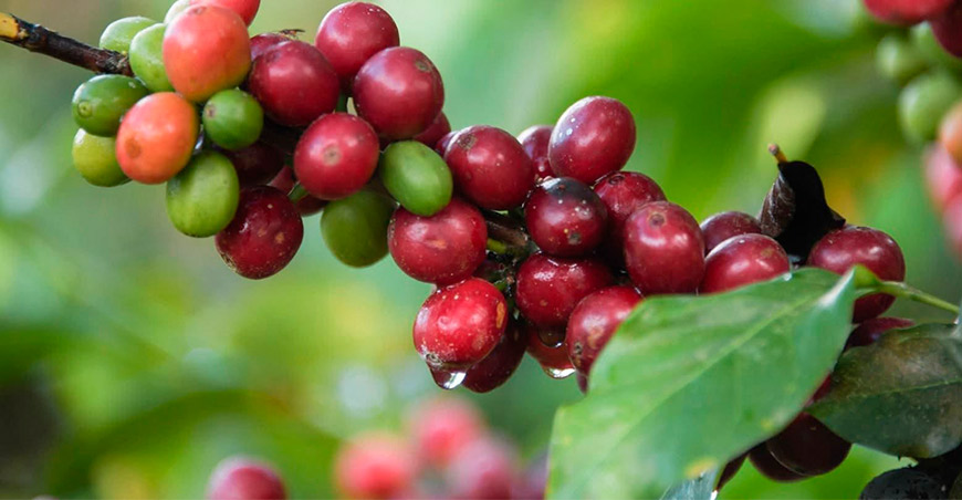 Tecnología satelital mejora el monitoreo del cultivo de café en Jaén y San Ignacio Cajamarca Perú UNTRM