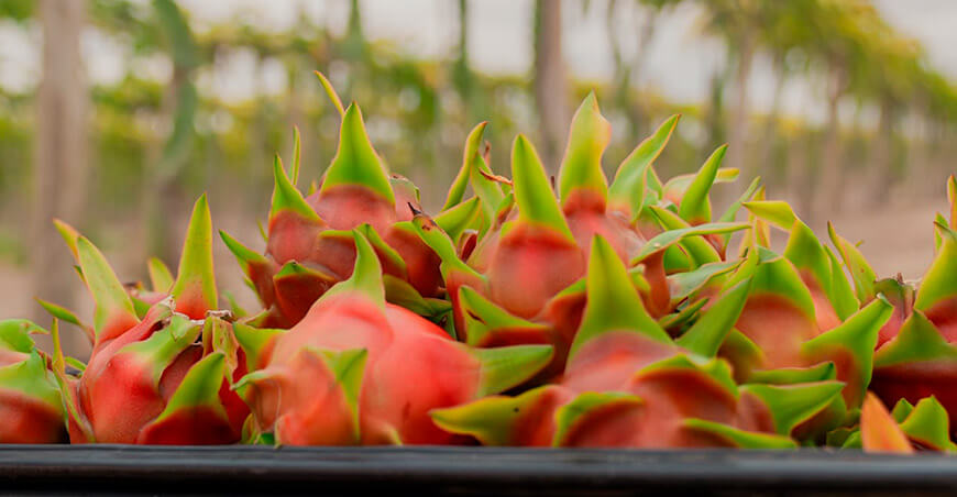 Perú exportación pitahaya peruana