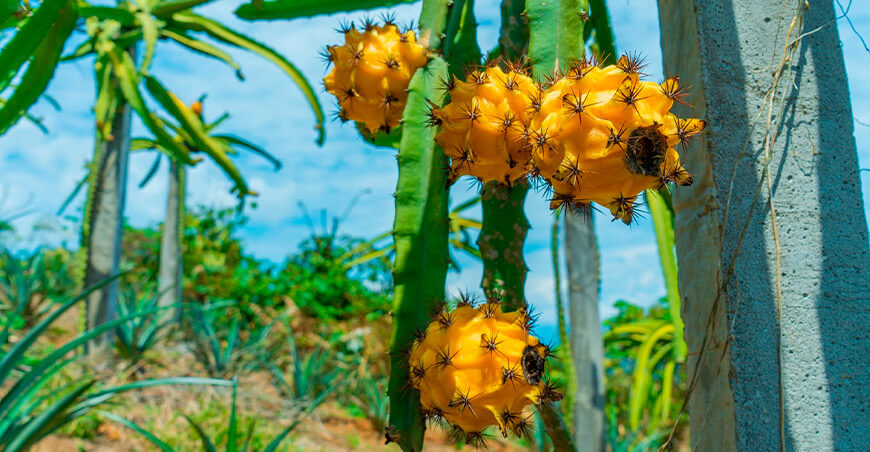 cultivo de pitahaya Tambo del Ene Pichari Cusco Perú