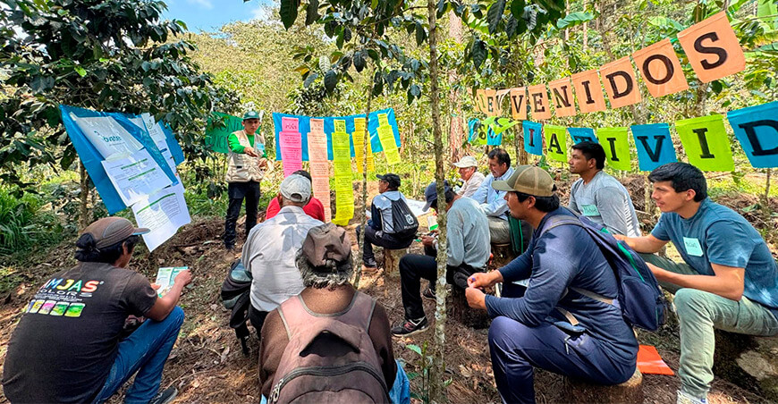 cafetaleros de Quellouno mejoran conocimientos para comercializar su producción con Día de Campo de Devida Perú