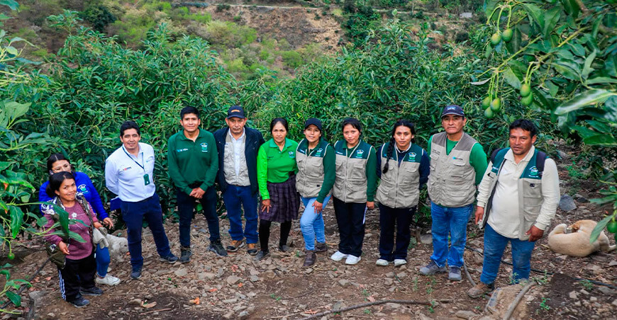 Devida fortalece capacidades técnicas de productores de palta de Andaymarca Huancavelica Perú 