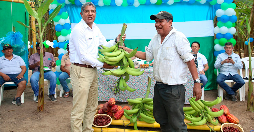 Cultivo de plátano genera oportunidades para 1000 familias productoras de Tocache San Martín