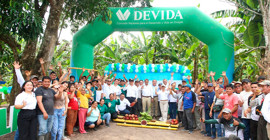 Cultivo de plátano genera oportunidades para 1000 familias productoras de Tocache San Martín