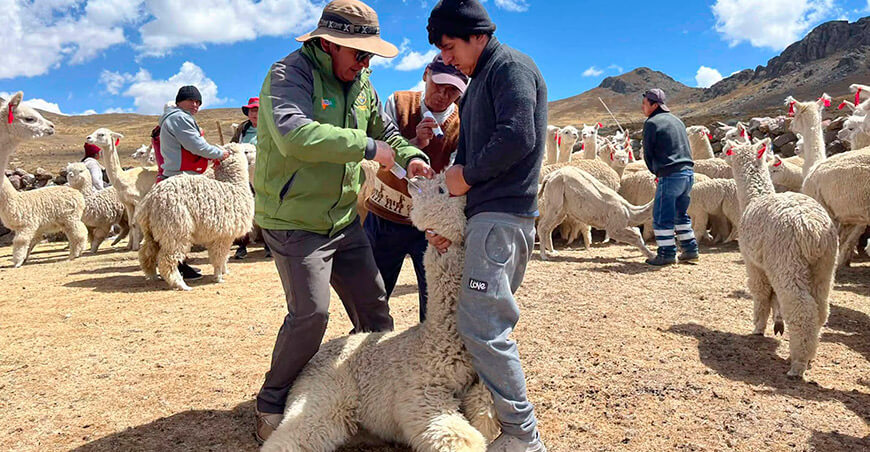 Protegen la sanidad de alpacas con dosificación en Yauli Junín Perú