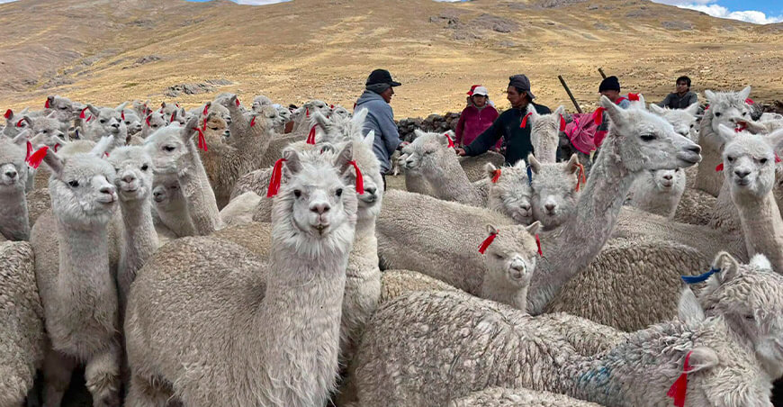 Protegen la sanidad de alpacas con dosificación en Yauli Junín Perú 