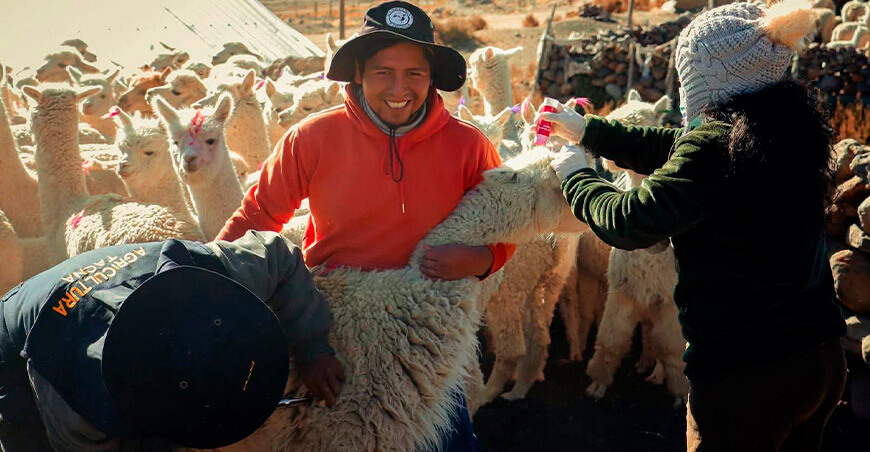 campaña sanitaria vacunación alpacas llamas camélidos sudamericanos Tacna Perú