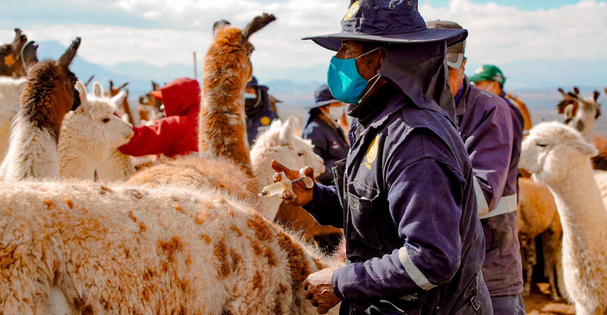 campaña sanitaria vacunación alpacas llamas camélidos sudamericanos Tacna Perú 