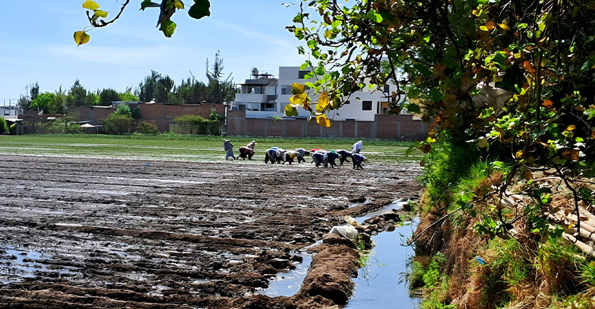 altas temperaturas y lluvias podrían favorecer plagas en cultivos Perú fenómeno El Niño