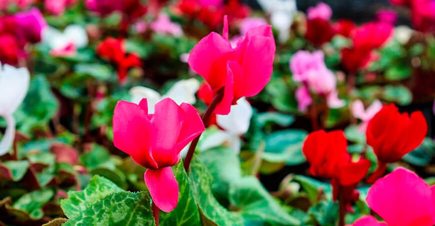 Miraflores, la Tierra de las Flores, exhibirá su producción florícola productores flores Sapallanga Junín Perú