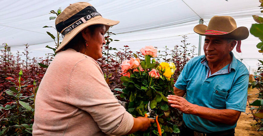 Miraflores, la Tierra de las Flores, exhibirá su producción florícola productores flores Sapallanga Junín Perú