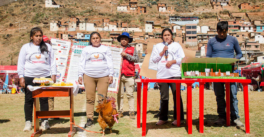 Foncodes impulsa crianza de animales menores cuyes y gallinas en Palca Junín Perú