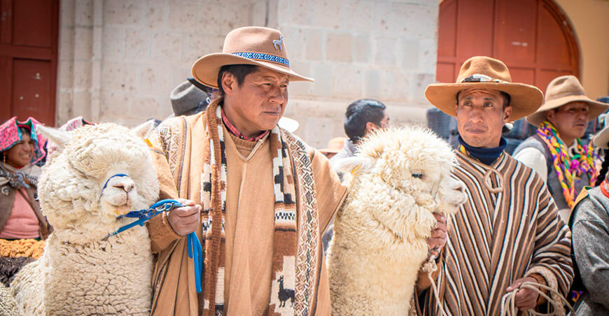 desarrollo del sector alpaquero con módulos productivos en Carabaya Puno Perú