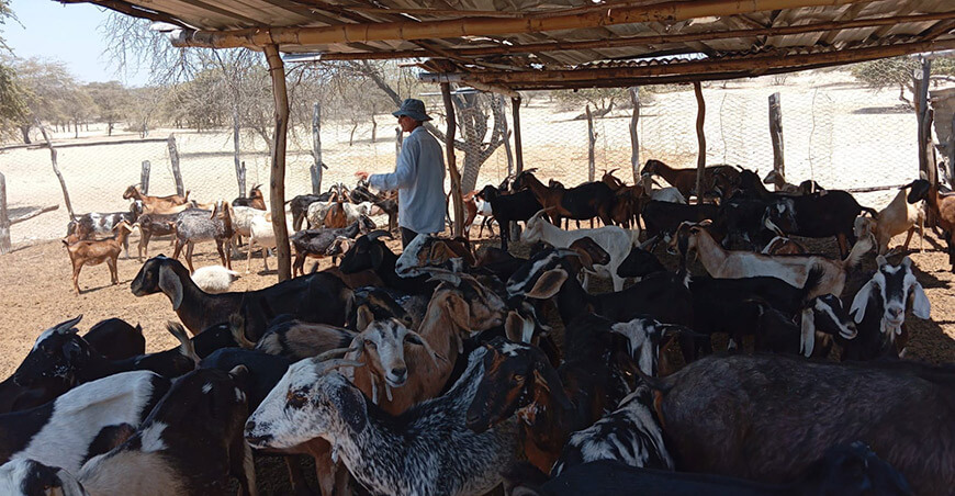 ganaderos crianza cabras Piura Perú 