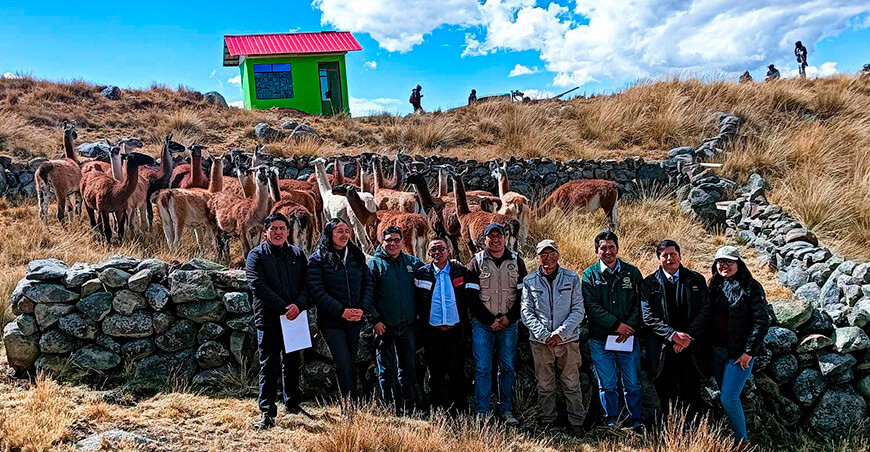 Instalan caseta de vigilancia para la crianza de llamas en San Pedro de Racco Pasco Perú