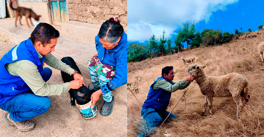 Familias de Morropón mejoran técnicas en crianza de ovinos y porcinos Piura Perú