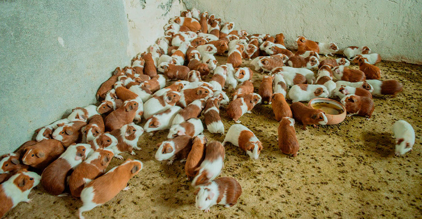 Entregan módulos para la crianza de cuyes en Huancabamba Piura Perú