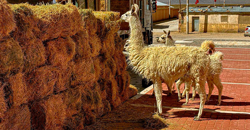 heno de alfalfa para alimento llamas Tacna Perú