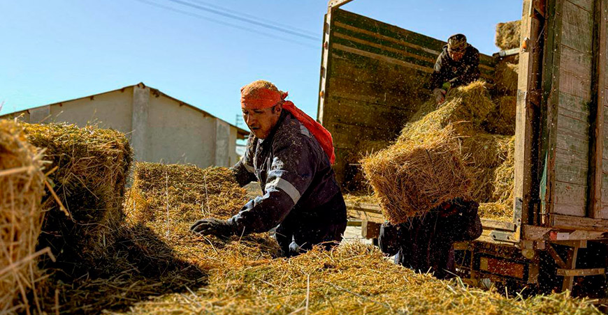 Distribuyen 274 toneladas de heno de alfalfa en 53 comunidades campesinas de Tacna Perú