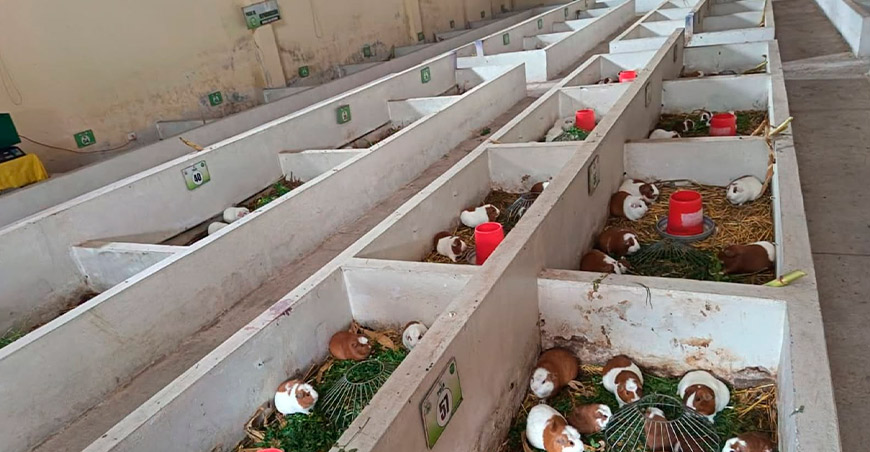 Granja San Antonio promueve el mejoramiento genético y la crianza de cuyes en Apurímac