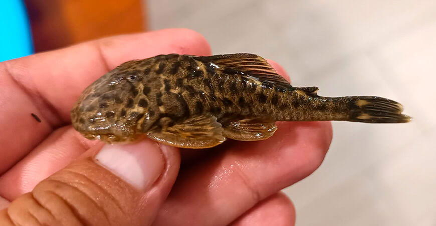 IIAP Expedición científica estudia peces de las cuencas de los ríos Chamaya y Utcubamba Amazonas Perú