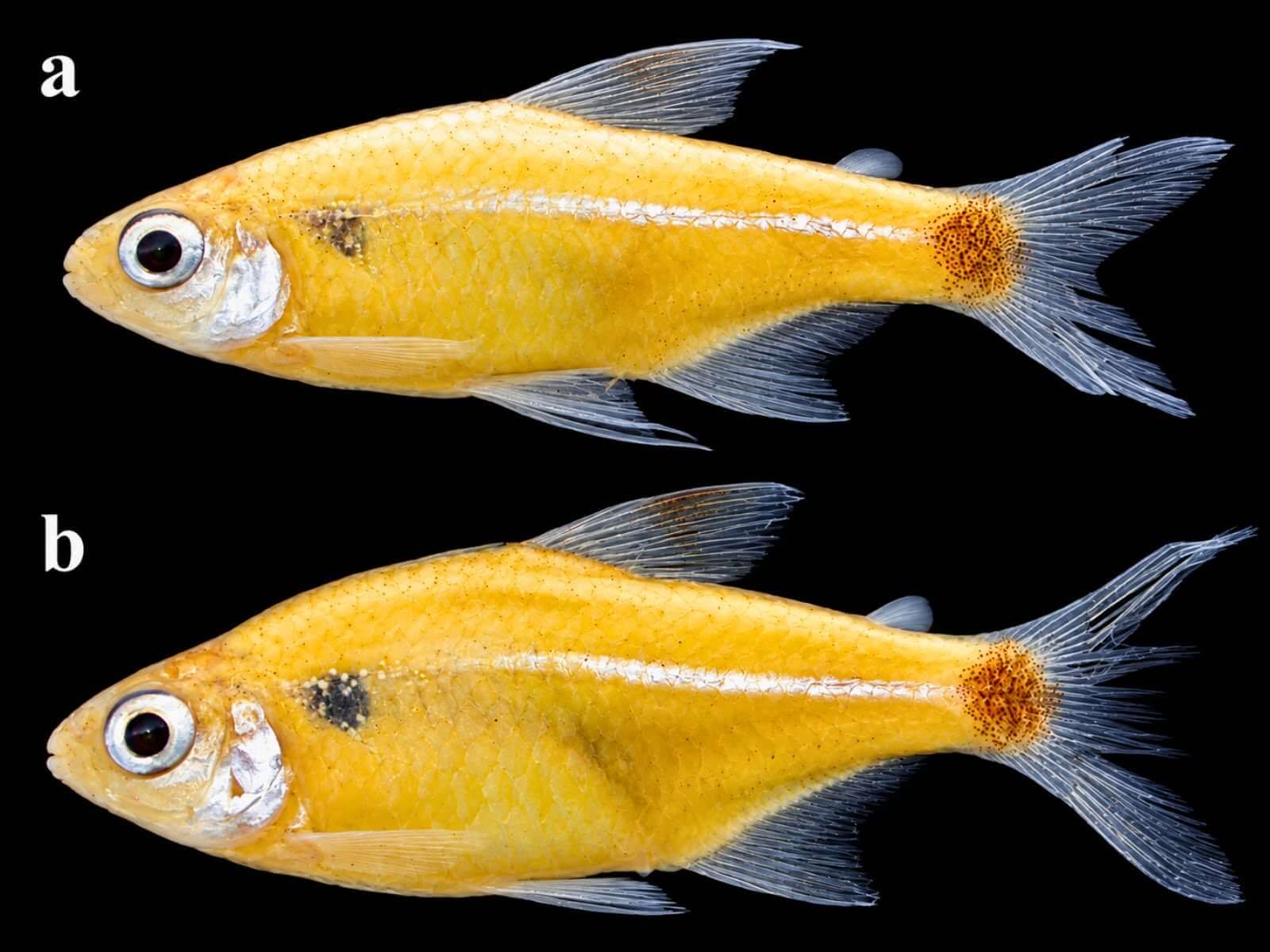 Investigación liderada por especialista del IIAP identifica una nueva especie de pez en Sudamérica denominado Odontostilbe britskii 