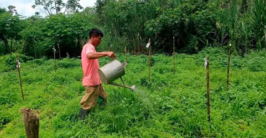 IIAP impulsa medidas preventivas para proteger cultivos ante menor disponibilidad de agua en la Amazonía Perú