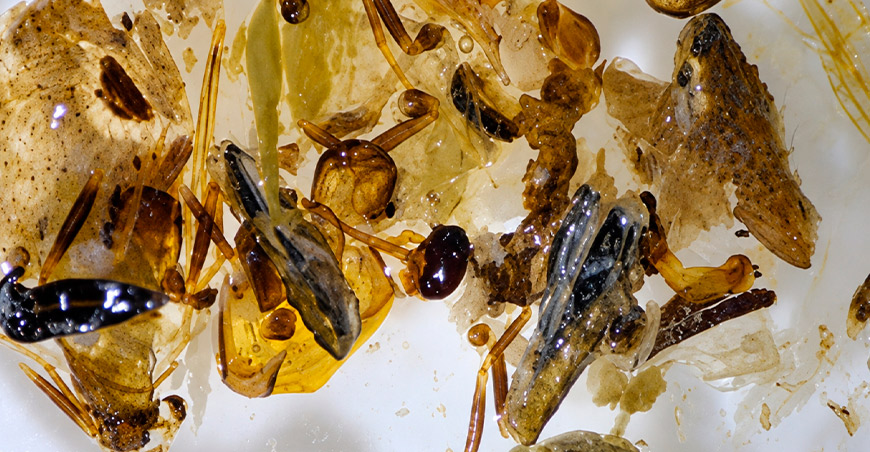 Cuatro de cada diez peces del río Ucayali tenían plástico en el estómago, según investigación