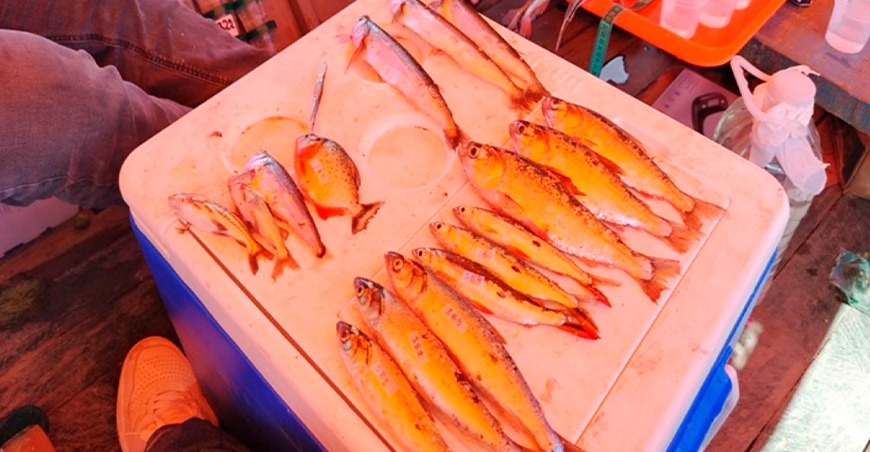 Cuatro de cada diez peces del río Ucayali tenían plástico en el estómago, según investigación IIAP Perú