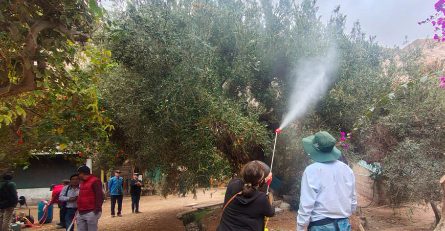 INIA promueve tecnologías orgánicas para proteger al olivo Moquegua Perú