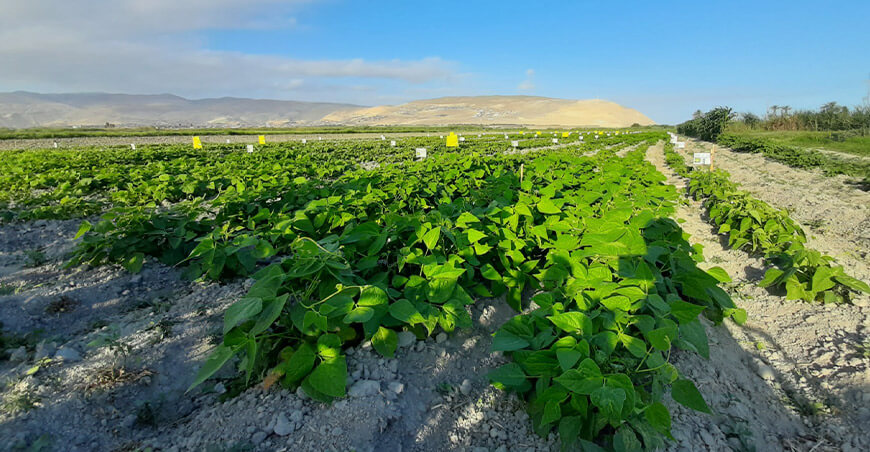 INIA cultivo de frijol Arequipa Perú