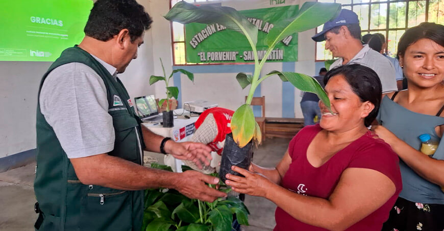 INIA transfiere plantones de plátano de alta calidad genética a productores de Amiñio Shatoja San Martín Perú