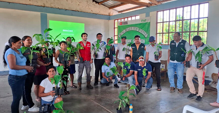 INIA transfiere plantones de plátano de alta calidad genética a productores de Amiñio  Shatoja San Martín Perú 