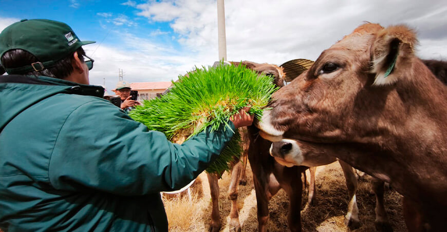INIA forraje verde hidropónico ganado vacuno Puno Perú