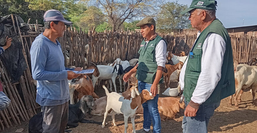 INIA ganadería caprina Piura Perú cabras