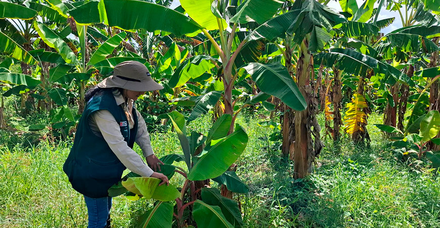 INIA transfiere plantones de plátano de alta calidad genética a productores de Amiñio  Shatoja San Martín Perú 