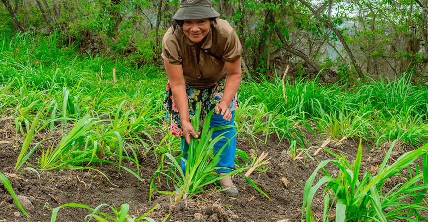 Productores de Huancabamba implementan módulo de cuyes y siembran pasto Cuba 22 Piura Perú