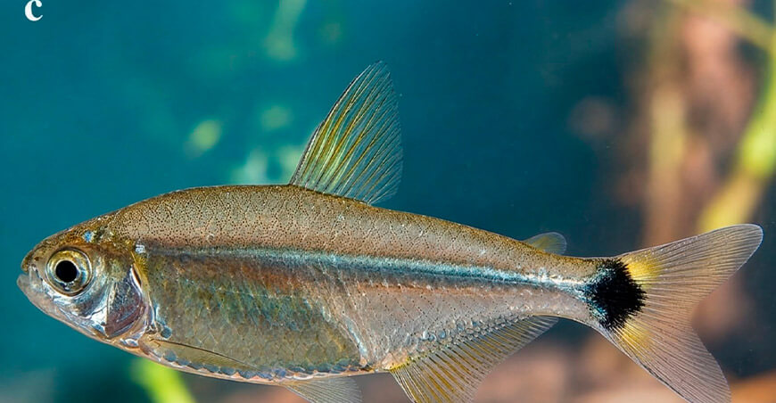 Investigación liderada por especialista del IIAP identifica una nueva especie de pez en Sudamérica denominado Odontostilbe britskii