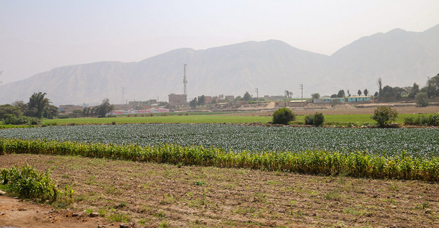 Inician trabajos de limpieza, descolmatación y conformación de bordos en el río Chillón Lima Perú Agro Rural protección cultivos