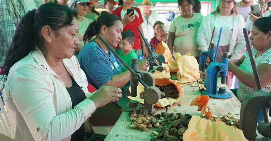 Madre de Dios puso en vitrina a la castaña como alimento, cultura, economía y bosque