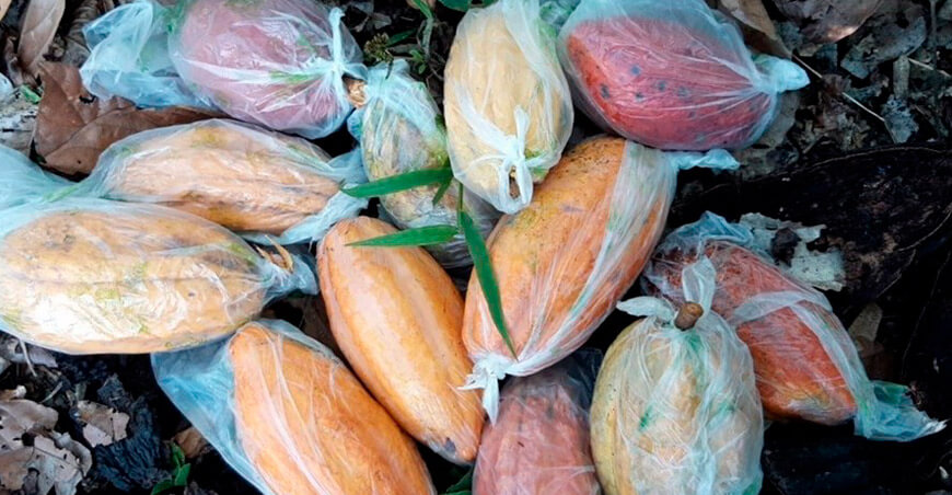 Investigadores desarrollan método ecológico para combatir la polilla en el cacao Perú 
