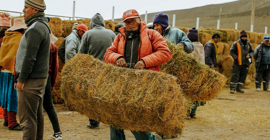 heno de alfalfa para alimentar camélidos de Maure Kallapuma Tacna Perú
