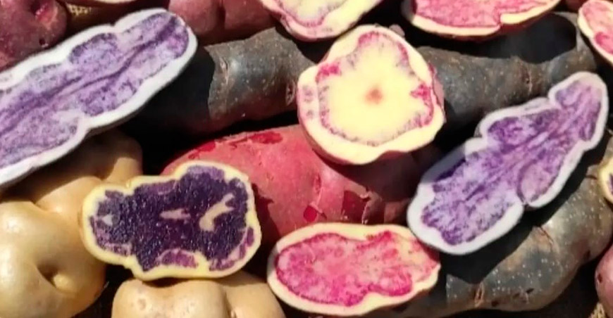 Variedades de papas nativas Qeqorani, Sumaccsonqo, Wenqos y Wayromacho,