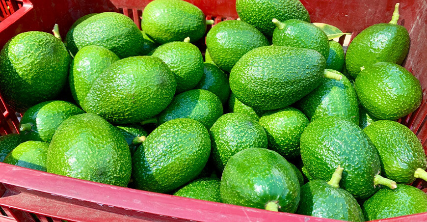 Áncash se mantiene como la principal región exportadora de palta orgánica del Perú