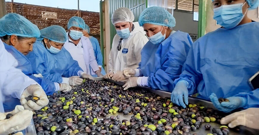 Perú exportación de aceitunas peruanas