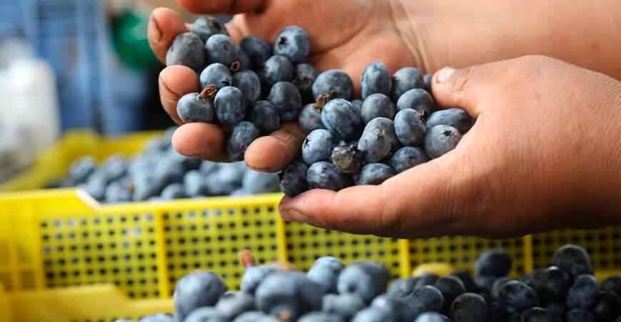 Perú exportación arándanos peruanos