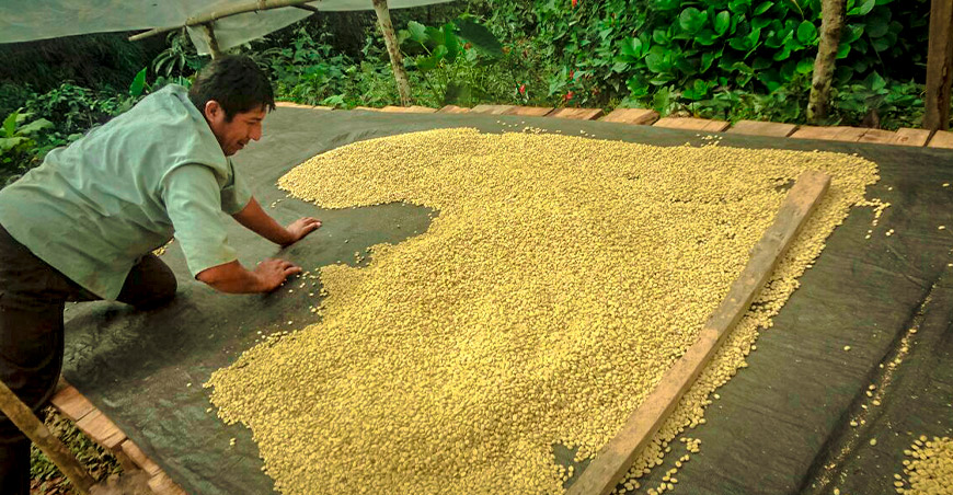 Perú exportación de café peruano
